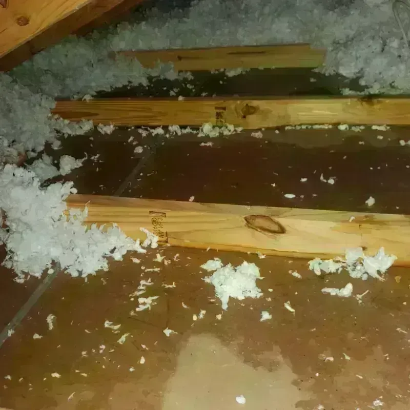 Attic Water Damage in South Venice, FL